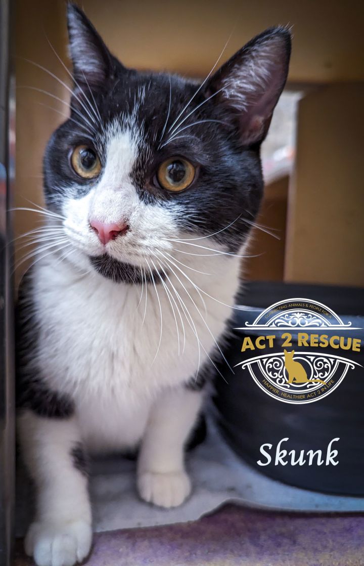 Skunk 2