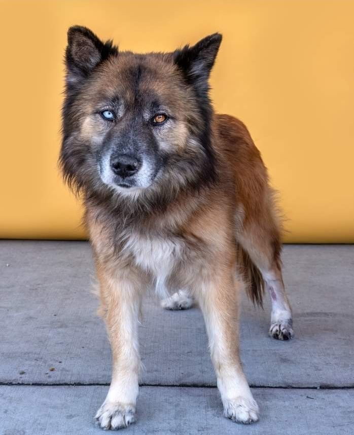 Australian shepherd hotsell chow chow