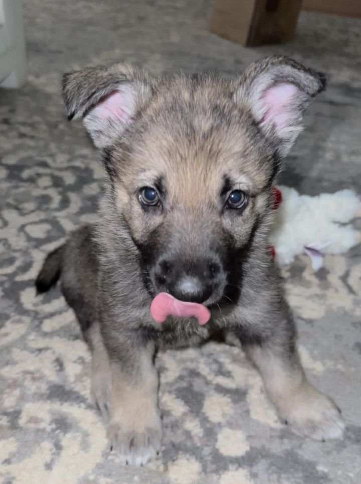 Evie, an adoptable Norwegian Elkhound & German Shepherd Dog Mix in Louisville, KY_image-5