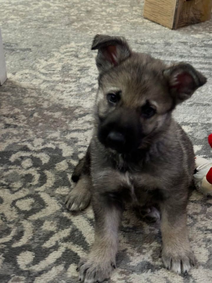 Norwegian elkhound german hot sale shepherd mix puppies