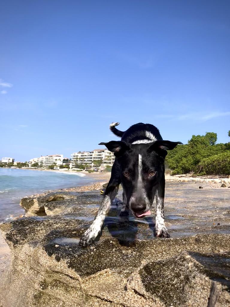 Dua, an adoptable Cattle Dog, Black Labrador Retriever in San Juan de Abajo, NAY, 63732 | Photo Image 2