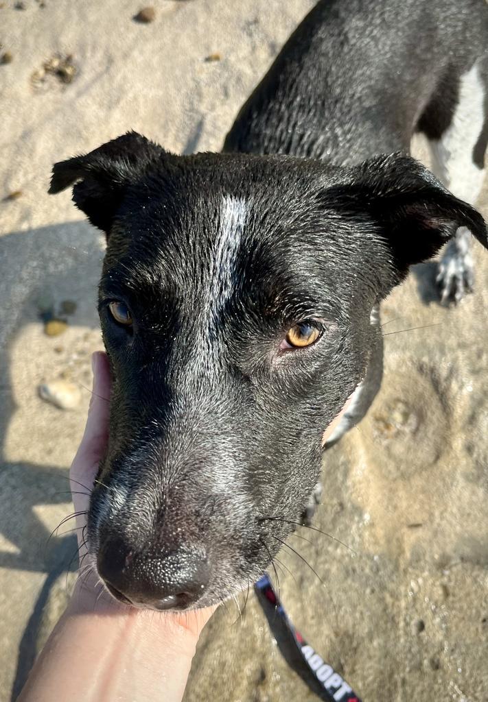 Dua, an adoptable Cattle Dog, Black Labrador Retriever in San Juan de Abajo, NAY, 63732 | Photo Image 4