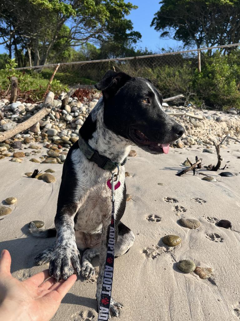 Dua, an adoptable Cattle Dog, Black Labrador Retriever in San Juan de Abajo, NAY, 63732 | Photo Image 5