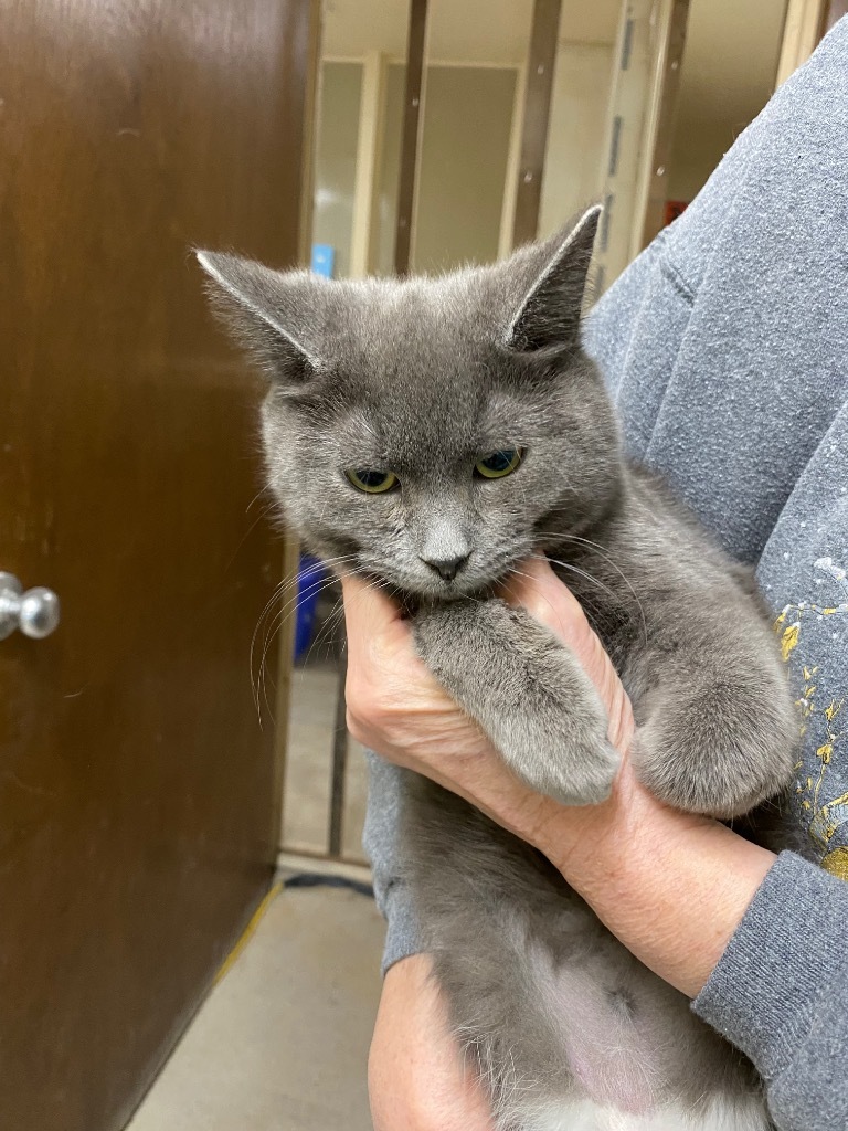 Eden, an adoptable Domestic Short Hair in Plattsburgh, NY, 12901 | Photo Image 1