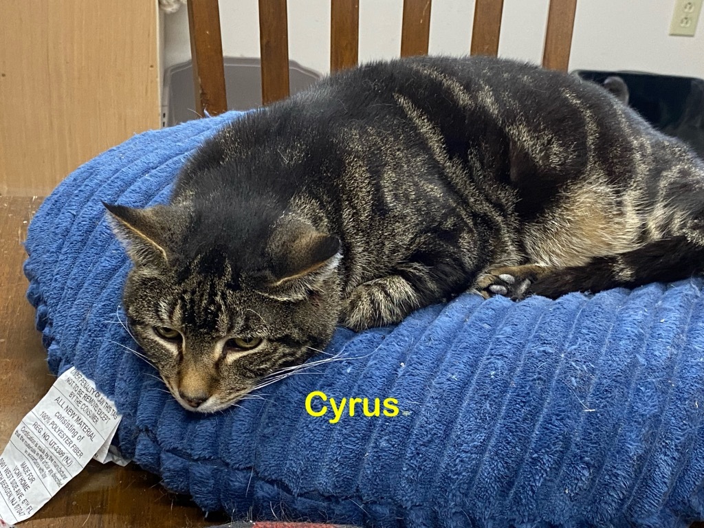 Cyrus