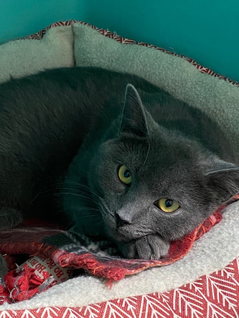 Ely, an adoptable Domestic Short Hair in Plattsburgh, NY, 12901 | Photo Image 1