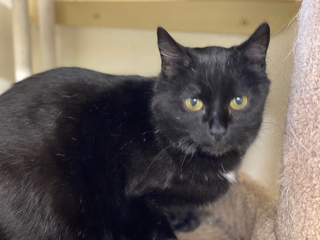 Betty, an adoptable Domestic Short Hair in Plattsburgh, NY, 12901 | Photo Image 1