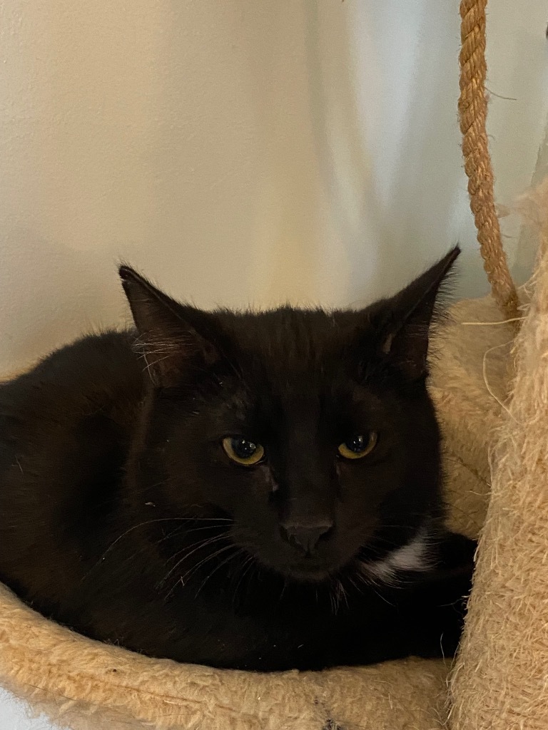 Eric, an adoptable Domestic Short Hair in Plattsburgh, NY, 12901 | Photo Image 1