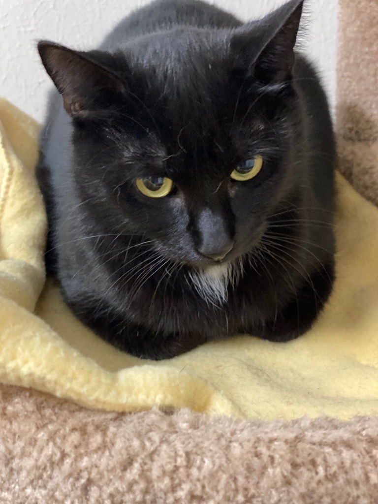 Saphire, an adoptable Domestic Short Hair in Plattsburgh, NY, 12901 | Photo Image 1