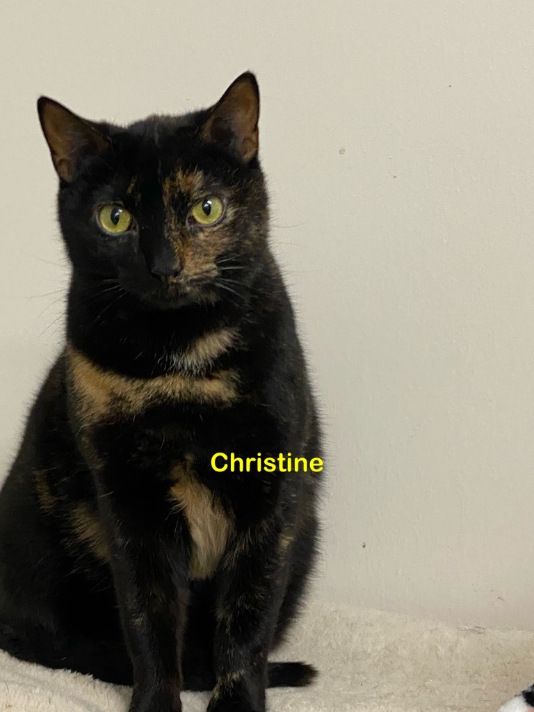 Christine, an adoptable Domestic Short Hair in Plattsburgh, NY, 12901 | Photo Image 1