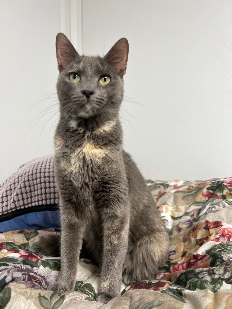 Alexa, an adoptable Domestic Short Hair in Corpus Christi, TX, 78414 | Photo Image 1