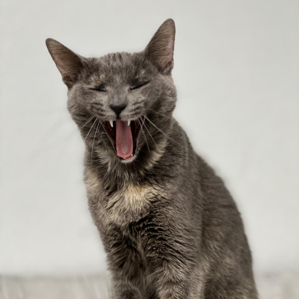 Alexa, an adoptable Domestic Short Hair in Corpus Christi, TX, 78414 | Photo Image 3