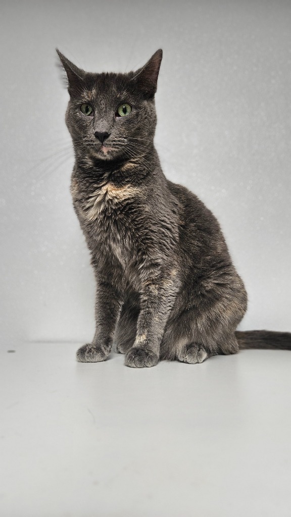 Alexa, an adoptable Domestic Short Hair in Corpus Christi, TX, 78414 | Photo Image 4