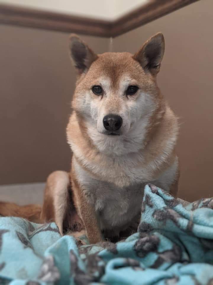 Shiba inu petfinder cheap