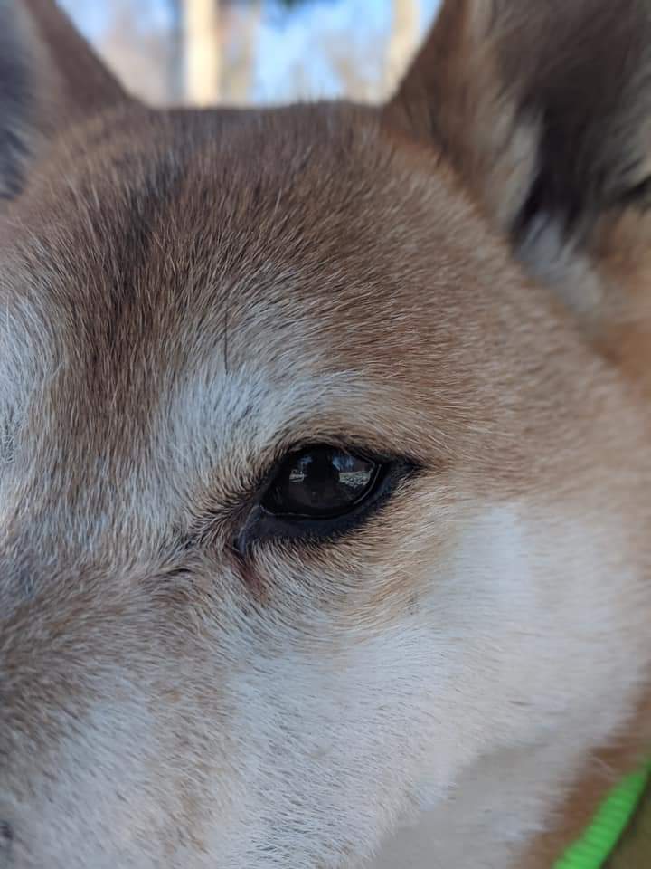 Cheerio, an adoptable Shiba Inu in Wausau, WI, 54401 | Photo Image 4