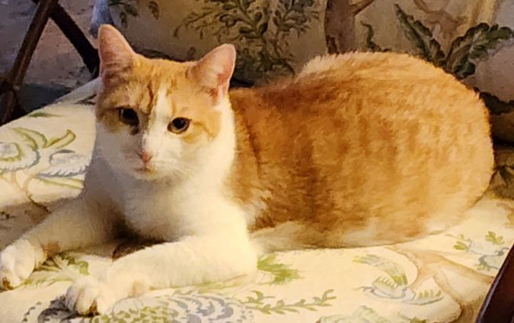 Peanut -Sweet Young Adult Cat 1