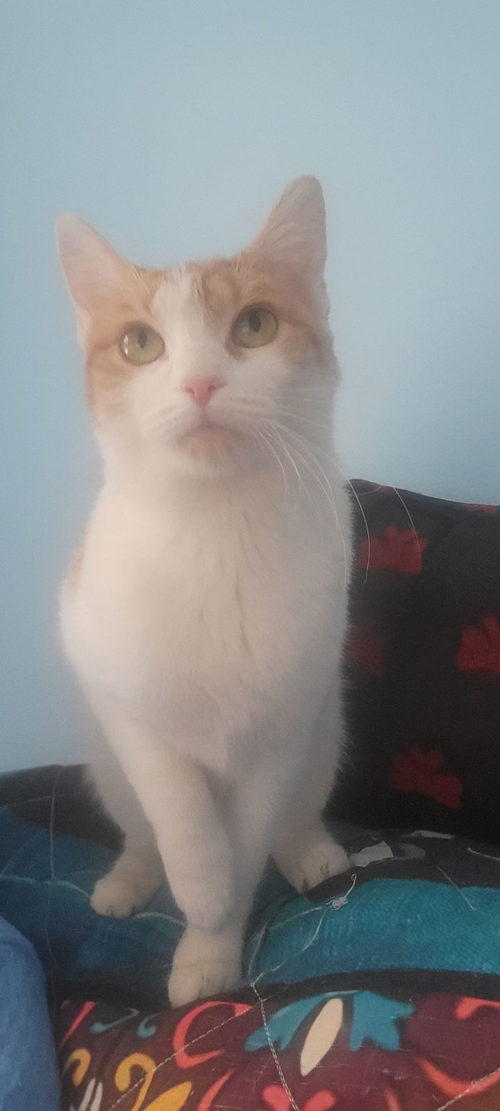 Peanut -Sweet Young Adult Cat 2
