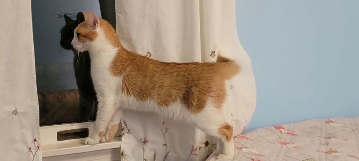Peanut -Sweet Young Adult Cat 3