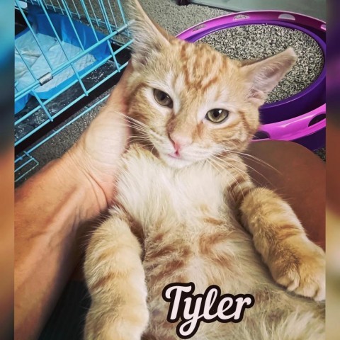 Tyler Anderson, an adoptable Domestic Short Hair in Eagle Mountain, UT, 84005 | Photo Image 6