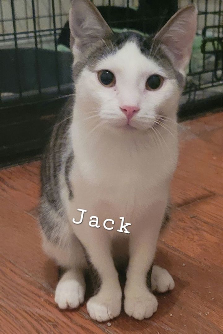 Jack 1
