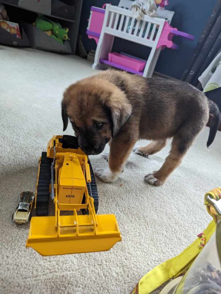 Dog for adoption Pickle, a German Shepherd Dog Mix in Fredonia, WI