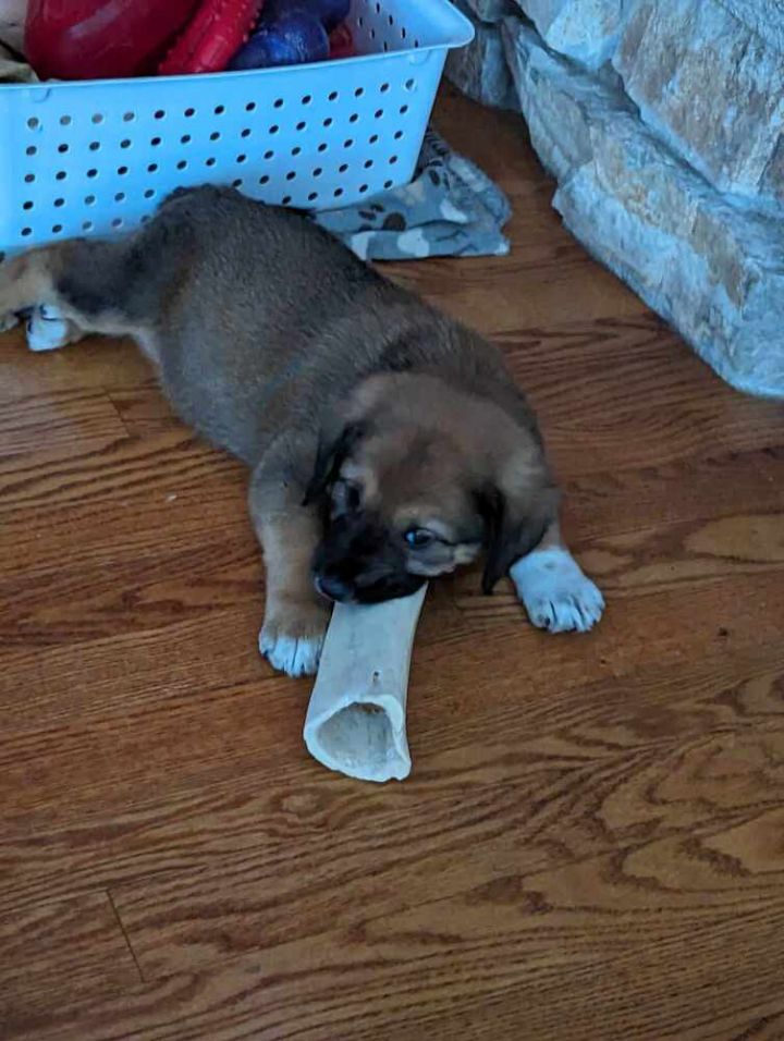 Dog for adoption Pickle, a German Shepherd Dog Mix in Fredonia, WI