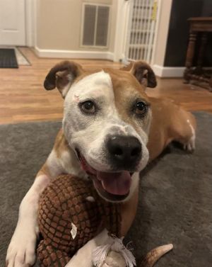 MR. BOJANGLES