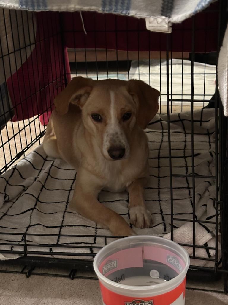 Abby, an adoptable Labrador Retriever in Carlin, NV, 89822 | Photo Image 2
