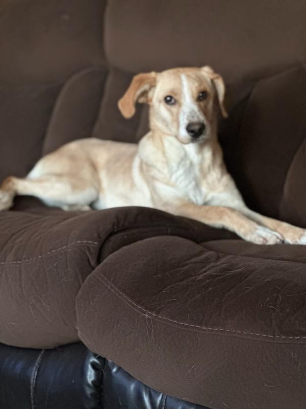 Abby, an adoptable Labrador Retriever in Carlin, NV, 89822 | Photo Image 3
