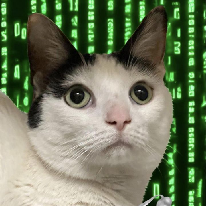 Neo 1