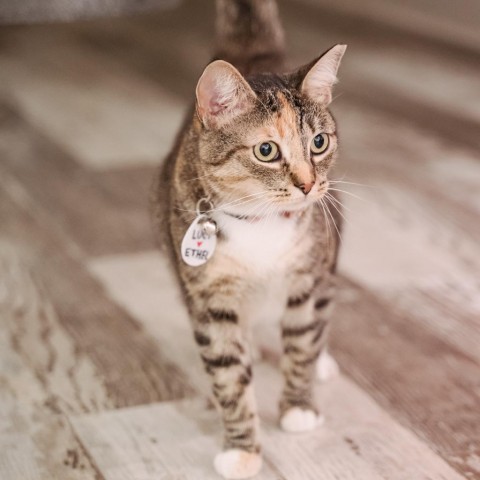 Lucy 1