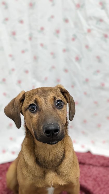 Dog for adoption Catan a Hound Shepherd Mix in Durango CO