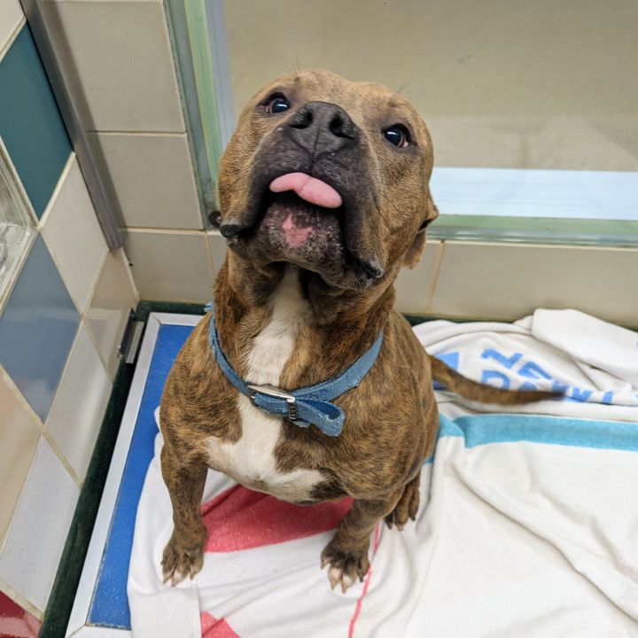 Ashton* A200339, an adoptable Pit Bull Terrier in Plano, TX_image-4
