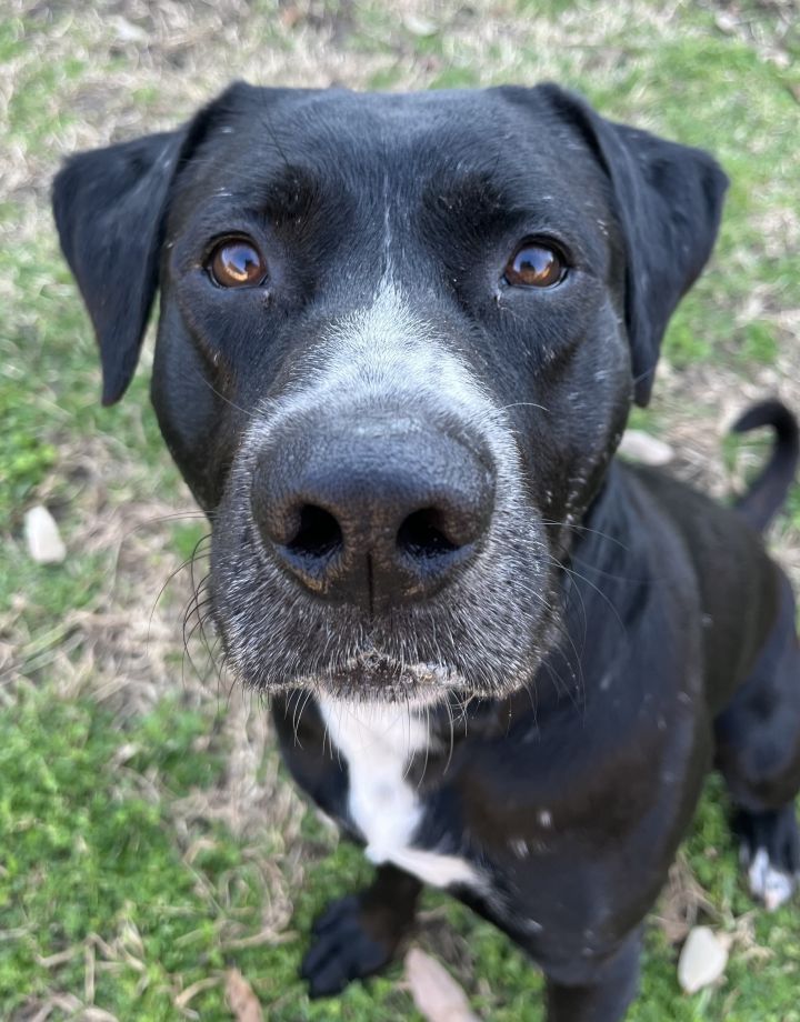 Dog for adoption - Zeus* A200353, a Labrador Retriever Mix in Plano, TX ...