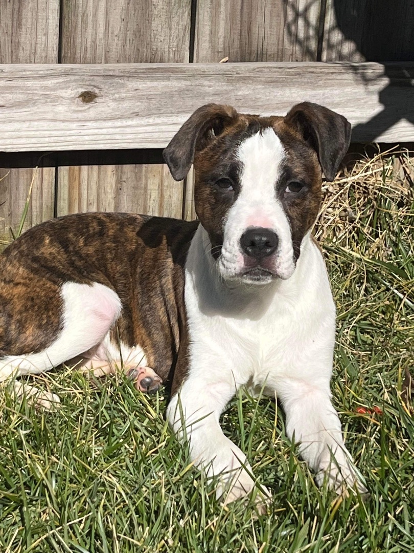 Dog for adoption - Birch, a Mixed Breed in Fredericksburg, VA | Petfinder