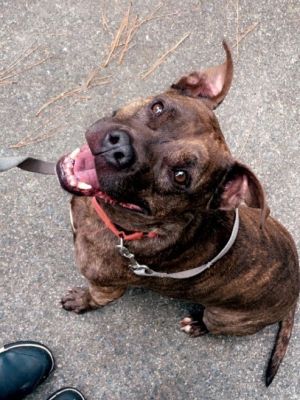 Jayce, Adult Male Pit Bull Terrier