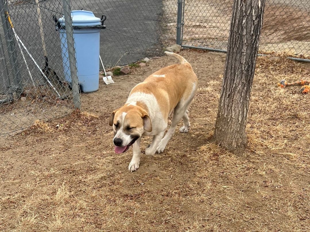 Great pyrenees clearance containment