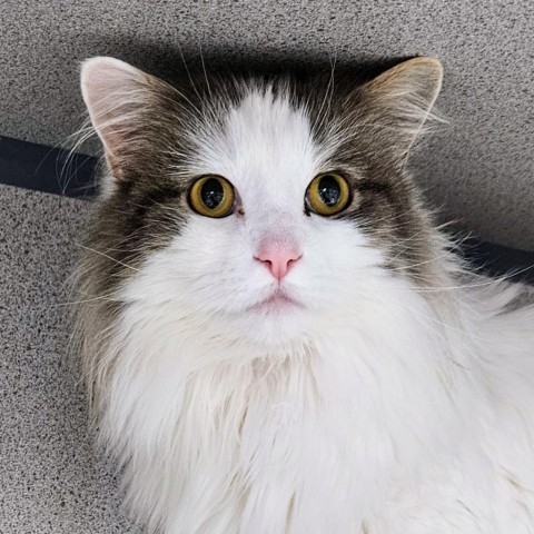 Cupcake, an adoptable Domestic Long Hair in Sheridan, WY, 82801 | Photo Image 1