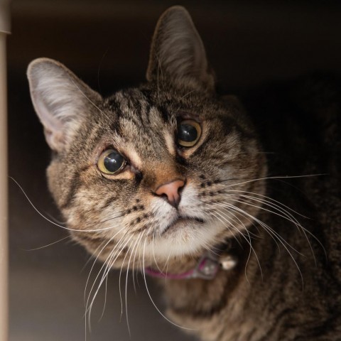 Nymph, an adoptable Domestic Short Hair in Salt Lake City, UT, 84106 | Photo Image 1