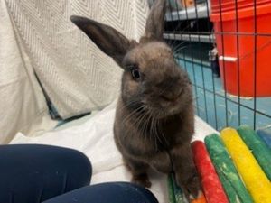 My foster writes Basil is a curious and happy bun Shell hop on your chair crawl under your shelv