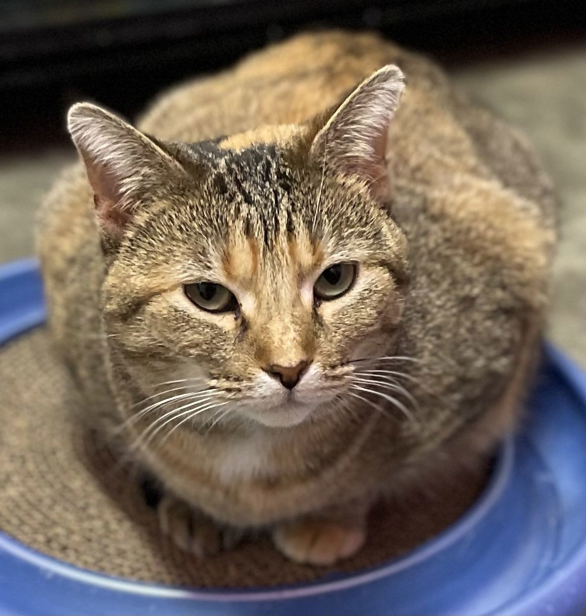 Wally, an adoptable Domestic Short Hair in Estherville, IA, 51334 | Photo Image 1