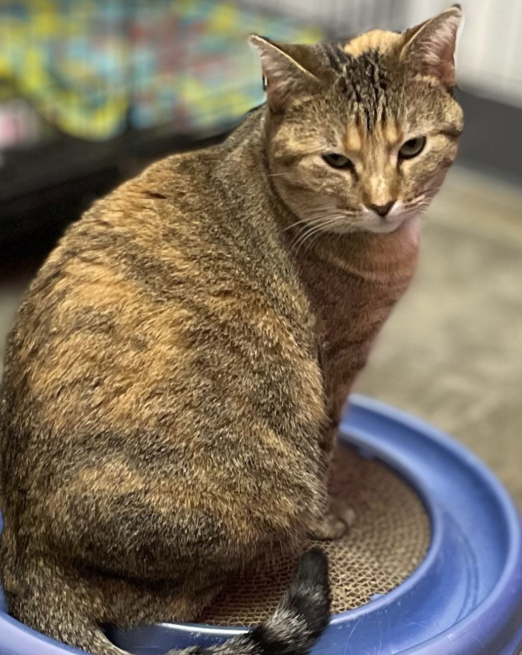 Wally, an adoptable Domestic Short Hair in Estherville, IA, 51334 | Photo Image 2