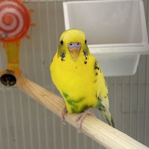 Nearest bird cheap pet shop