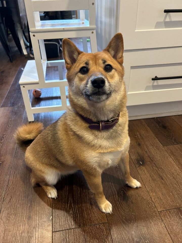 Shiba inu sale petfinder