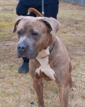 Bishop, Adult Male Pit Bull Terrier