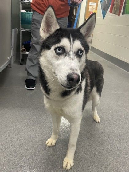 Adopt a cheap husky ma