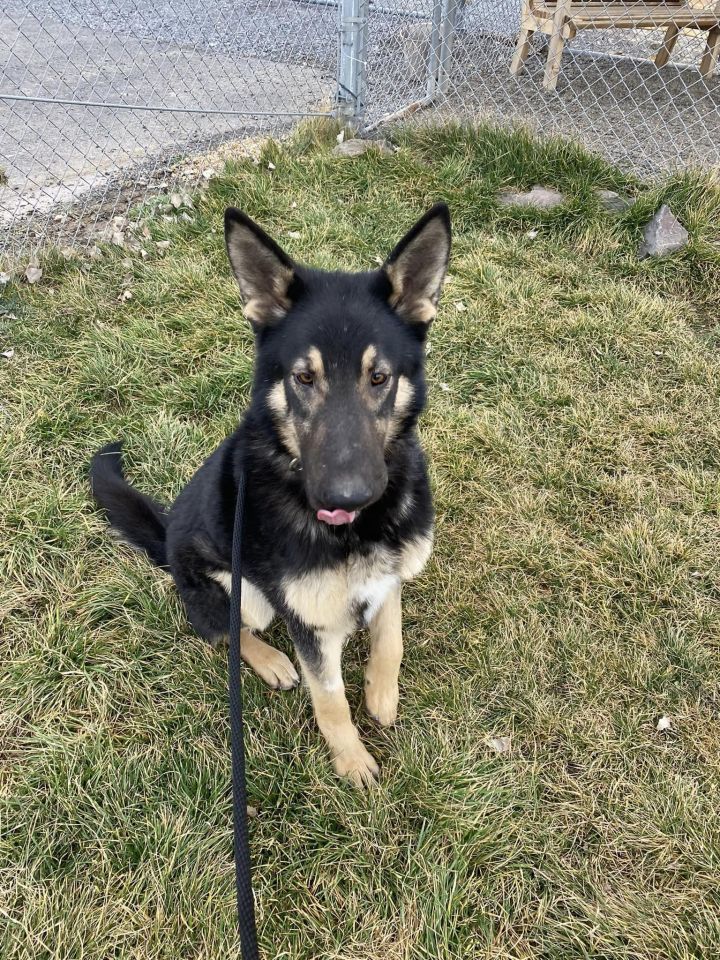 BEN, an adoptable German Shepherd Dog Mix in Prineville, OR_image-2