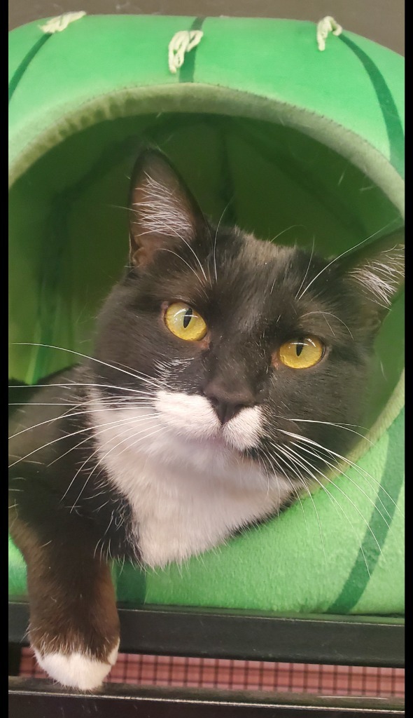 Mama Cookie, an adoptable Domestic Short Hair in Peoria, AZ, 85345 | Photo Image 2
