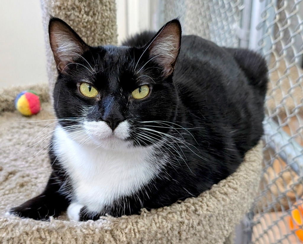 Mama Cookie, an adoptable Domestic Short Hair in Peoria, AZ, 85345 | Photo Image 2