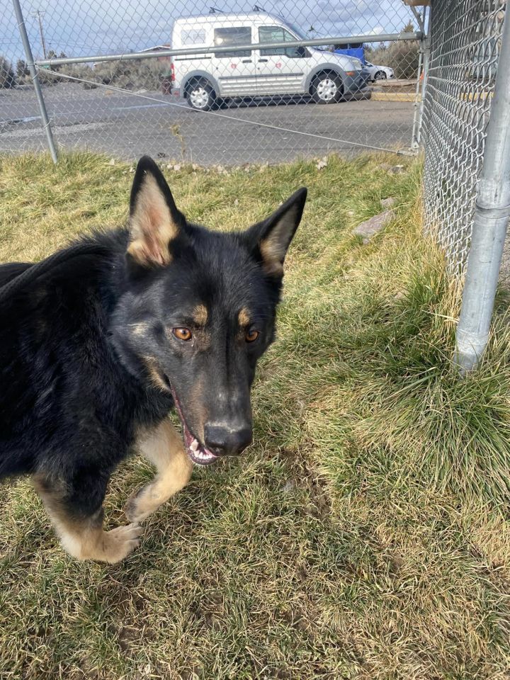 JERRY , an adoptable German Shepherd Dog Mix in Prineville, OR_image-3